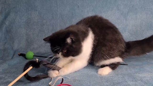 Шонда - экзоточка красоточка смотреть онлайн