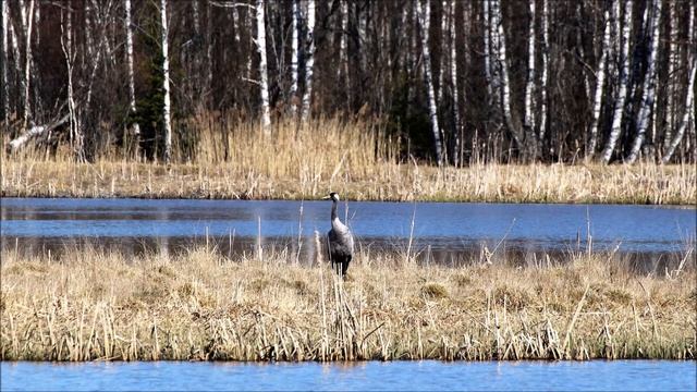 Pääsiäiskurki kiirastorstaina 2019 Tuusulanjärvellä, Журавли, Дмитрий Хворостовский, Dmitri Hvoro смотреть онлайн