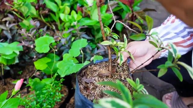 Jual Tanaman Hias Cantik Unik Romosan Mumer