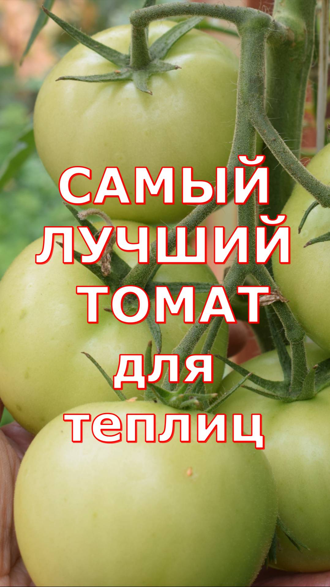 Томат ЕвпаторF1 самый лучший сорт для теплиц - очень урожайный! смотреть онлайн