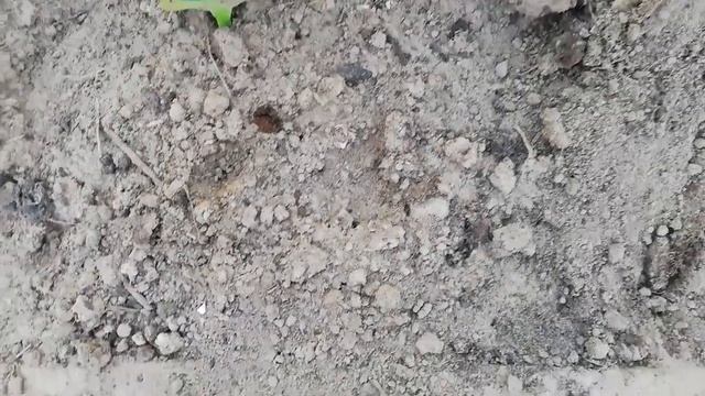 Борьба с муравьями. Заключение. смотреть онлайн