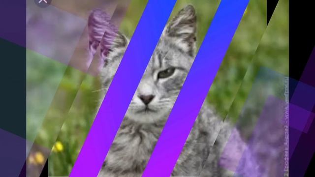 Киски смотреть онлайн