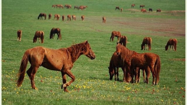 Донские мустанги смотреть онлайн
