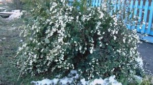 Снежноягодник 2024 г. - многолетний кустарник. Выращивание, Уход и Размножение Отводками на Урале.