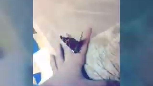 Я спасла бабочку смотреть онлайн