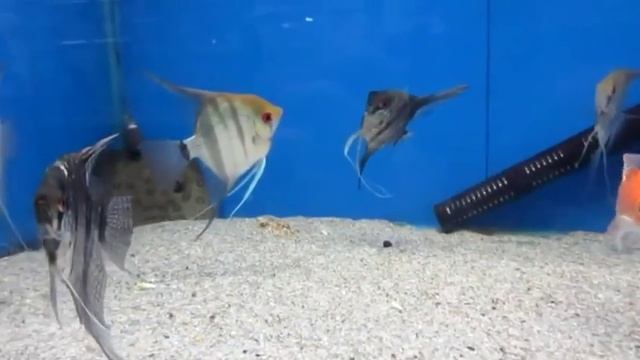 Аквариумные рыбки Скалярия   содержание!   Video Dailymotion