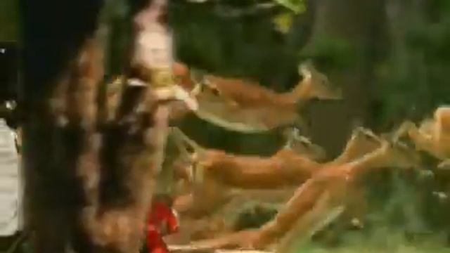 Hero Honda--- Animals смотреть онлайн
