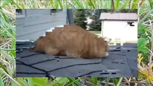 Белка и Кот лучшие друзья! смотреть онлайн