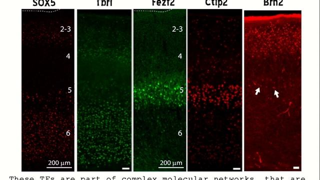 020 Temporal patterning of neuronal progenitors смотреть онлайн