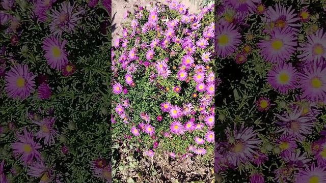 музыкальная минутка лето 2024 года смотреть онлайн