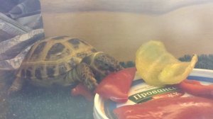 Дракон ест человека. Жесть!!! Реклама майонеза!