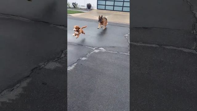 Multiple pups street safety, cavapoo, Rottweiler, Shepherd & Malanois #puppytraining #malinois смотреть онлайн