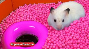 Вместе с хомяком выбираемся из  СЛОЖНЕЙШЕГО ЛАБИРИНТА для гениальных животных!