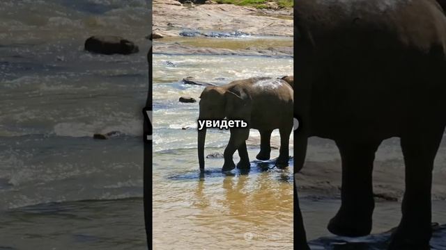 🏝️ Шри-Ланка – Рай на Земле: Ваш идеальный тропический отдых!