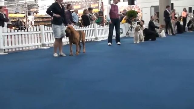 Best in Show Leipzig 2014, introduction of Participants смотреть онлайн