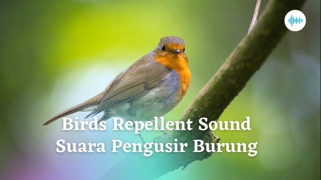 Birds Repellent Sound смотреть онлайн