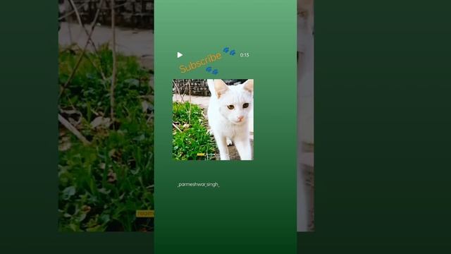 Turkish Angora🐱🐾 смотреть онлайн