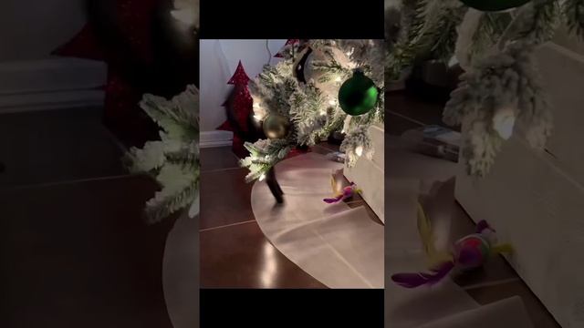 Котики и Новый Год