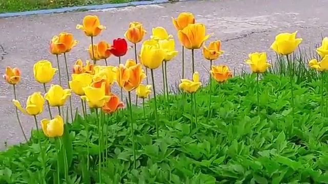 Май. смотреть онлайн