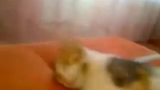 Выведение кота из комы Deriving the cat out of the coma смотреть онлайн