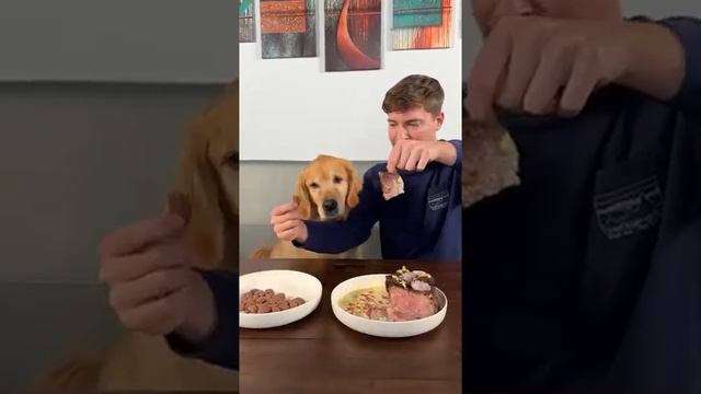 T Feeding A Dog 1 vs 10 000 Steak720P HD смотреть онлайн
