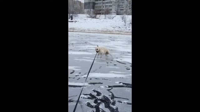 Собака на льду смотреть онлайн