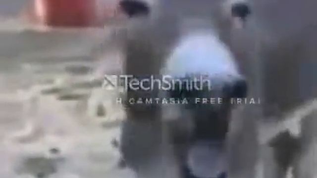 Собака смешно ржёт смотреть онлайн