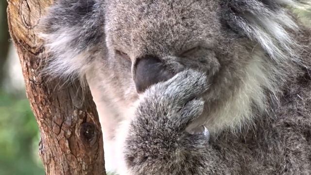 Коала в ярости смотреть онлайн