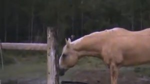 Злая корова