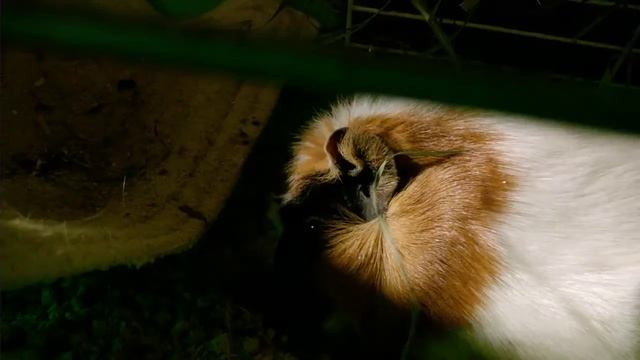 #2 Что делают наши питомцы, когда мы спим | Лапландия смотреть онлайн