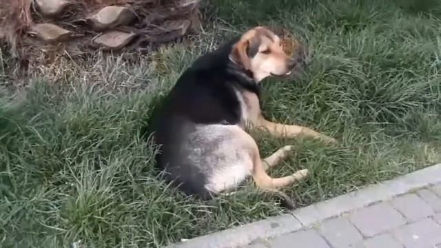 А ПЁС-ТО ДЕЛО ПОЁТ! смотреть онлайн