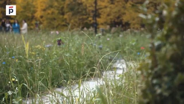 «Renature  Вернем природу в город»