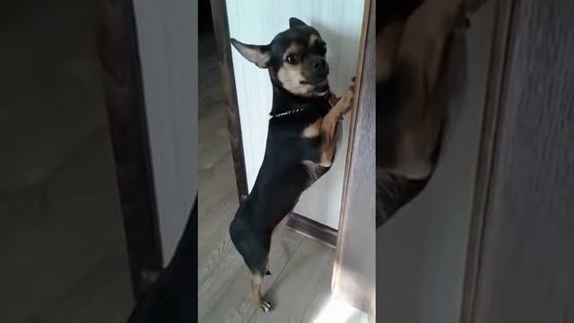 Ева наказана(той-терьер)СМОТРЕТЬ ВСЕМ! ВОСПИТАТЕЛЬНЫЕ РАБОТЫ смотреть онлайн