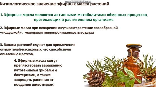 Эфирные масла смотреть онлайн