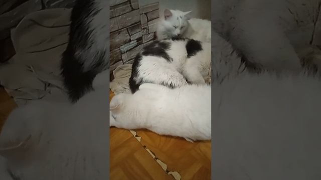 Спят усталые зверушки смотреть онлайн