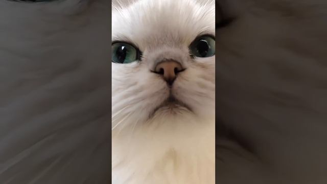 Внимание! Сейчас на вас натявкает кот смотреть онлайн