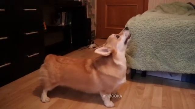 Корги злится и ругается / Angry Corgi смотреть онлайн