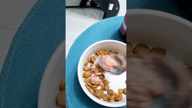 Meal Prep | Pet Logic 10 in 1 Multivitamins | Aozi Wet Food | FurMom Mitchz смотреть онлайн