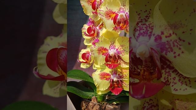 Phal. Fangmei A Hot 🦋 Домашнее цветение яркой жёлтой азиатской орхидеи бабочки Фангмей Э Хот 💥 смотреть онлайн