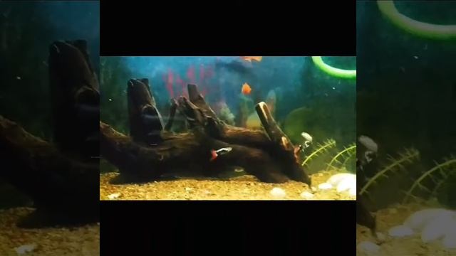 My catfish and neontetra fish in slow motion смотреть онлайн
