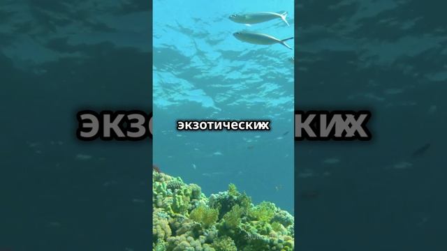 🏖️ Пляжный отдых в Египте – доступная альтернатива раю!