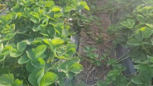 Клубника Клоди,  сорт (ксд) ,одна из лучших новинок 2023!