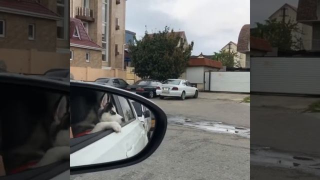 Хаски Дженна - в шоке от цен на бензин смотреть онлайн