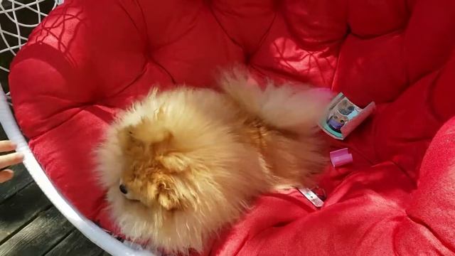 лол сюрприз Hairgoals распаковка