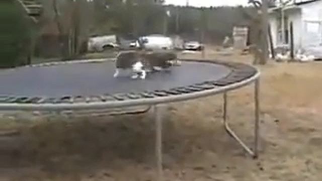 Кот и маленькая собака играют на батуте смотреть онлайн