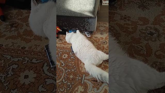 Вот что происходит когда дома есть коты смотреть онлайн