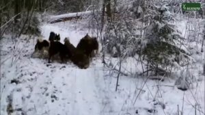 Охота на кабана с лайками