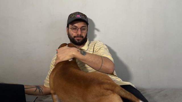 My dog doesn't like my laptop. Mini bull terrier in everyday life. смотреть онлайн