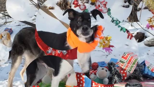 Вот такие у нас питомцы смотреть онлайн