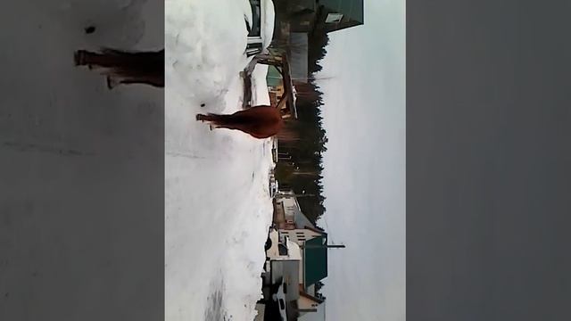 Как срёт лошадь смотреть онлайн